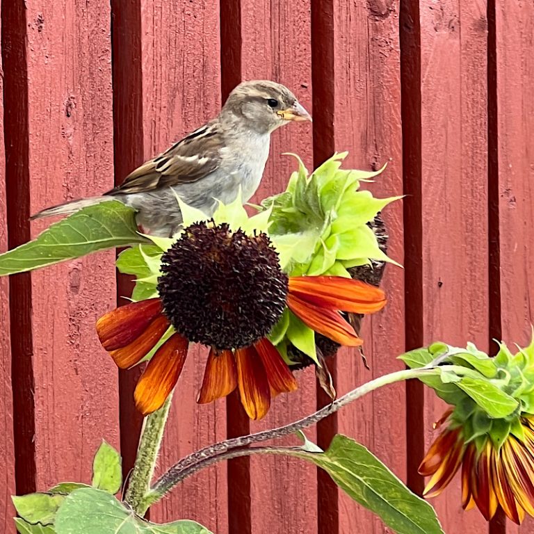 Vogel auf Sonnenblume